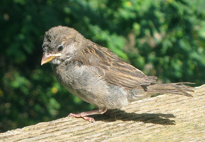 Als de vogel naar het balkon vloog