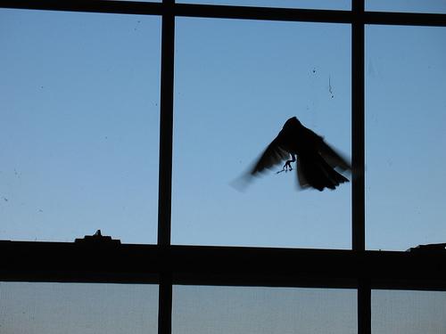 De vogel vloog het raam in - een goed teken of een slecht teken?