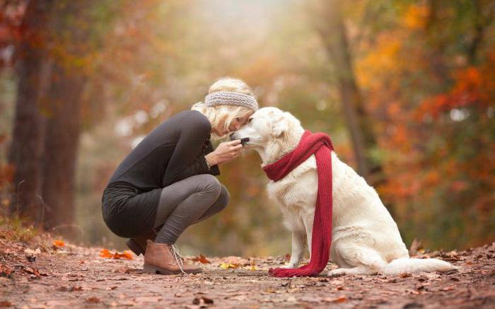 Droominterpretatie: droomt een grote hond?