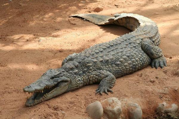 Droominterpretatie: waar de krokodil over droomde