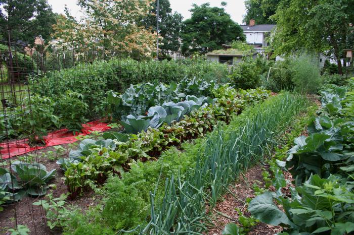 wat is de droom van het graven van een tuin 