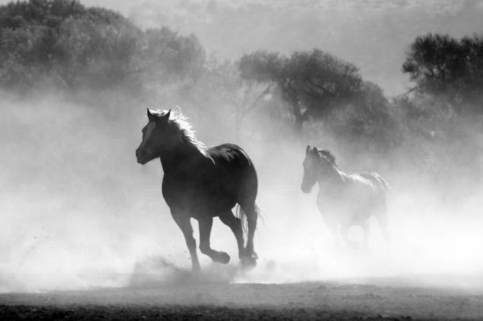 Droominterpretatie: hoe ziet de kudde paarden eruit?