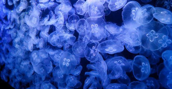 Dream Interpretation - What the Jellyfish Dreams of