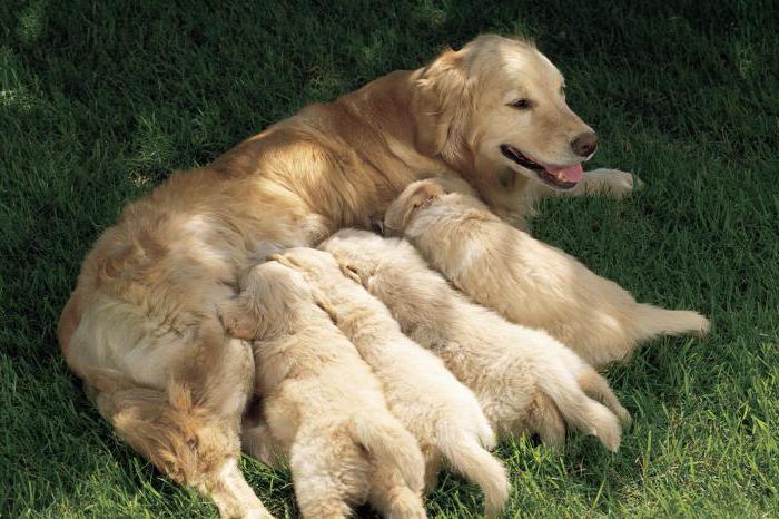 droomboek zogende hond