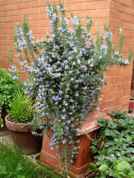 Welke bloemen houden Watermannen van?