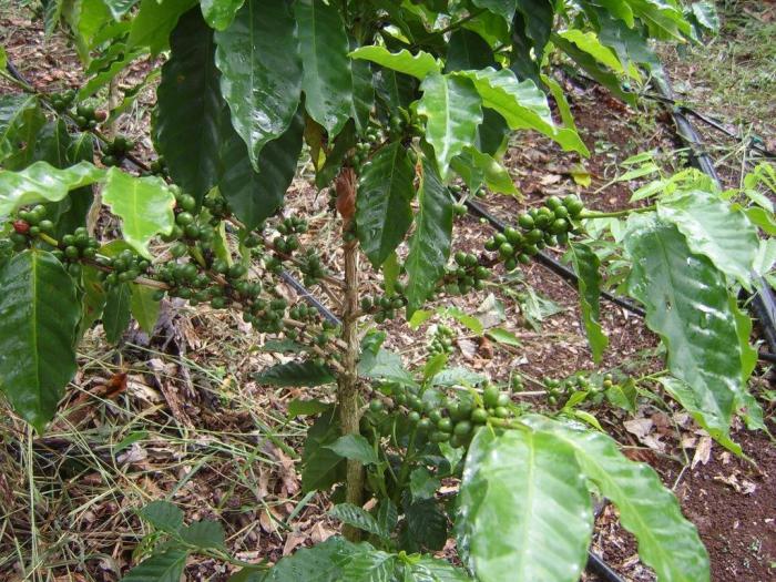 Waar koffie wordt verbouwd? Landen die koffie produceren