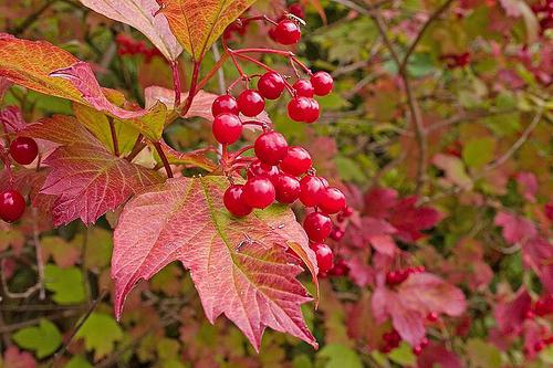 wat te doen met viburnum