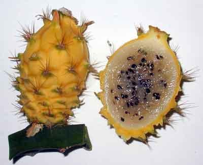 Pitahaya fruitfoto