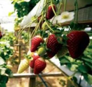 Aardbeien: calorische inhoud van verse bessen en ingeblikt