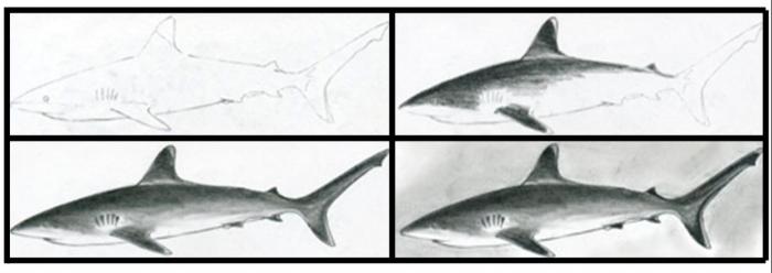 Hoe een haai te tekenen: masterclasses voor verschillende leeftijden