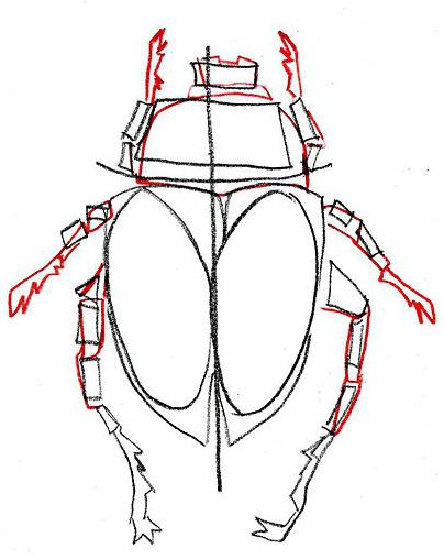 hoe een kever in fasen te tekenen