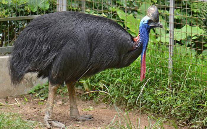 Weet je hoeveel de struisvogel weegt?