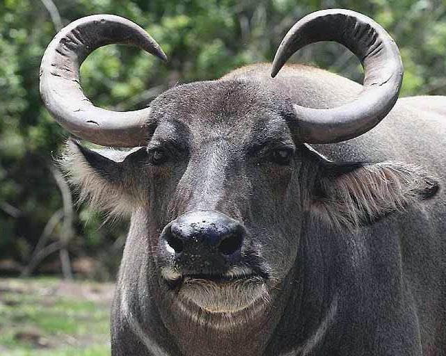 Wat is interessant aan de Indiase buffel?