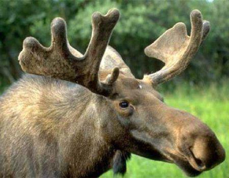 Wat onderscheidt gehoornde dieren: een overzicht van hoorns