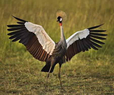 Wat de kraan in de natuur eet: kenmerken en interessante feiten