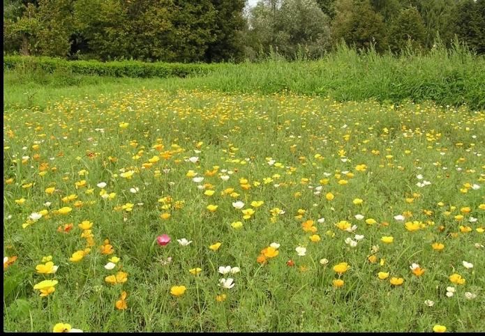 Wat is de natuurlijke gemeenschap, haar rol in de bescherming van het milieu