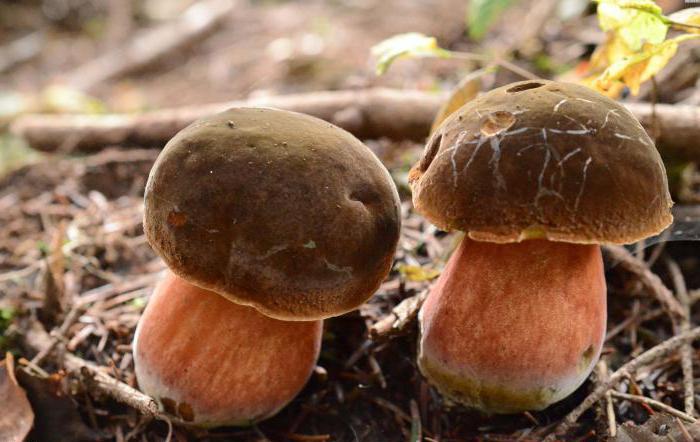 Eikleurige gevlekte champignons: foto, beschrijving. Eiken-afgevlakt eetbaar of niet?