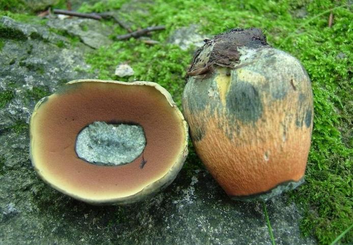 Paddestoelen poddubikovi: beschrijving en foto