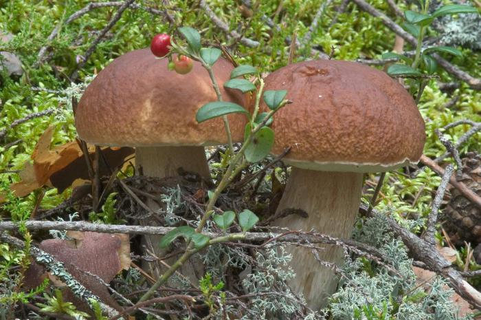 paddenstoelen in de regio Tula