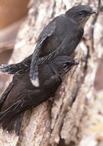 Wil je weten wat Swifts onderscheidt van zwaluwen?