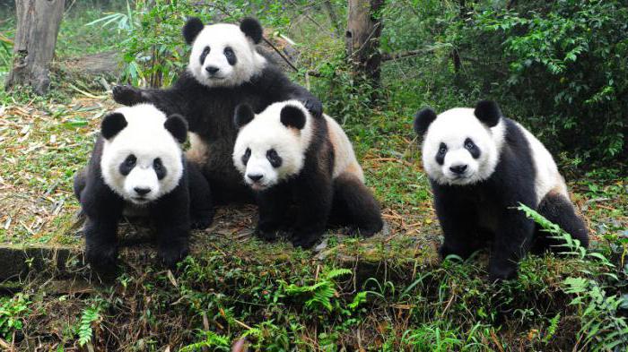 interessante feiten over panda's