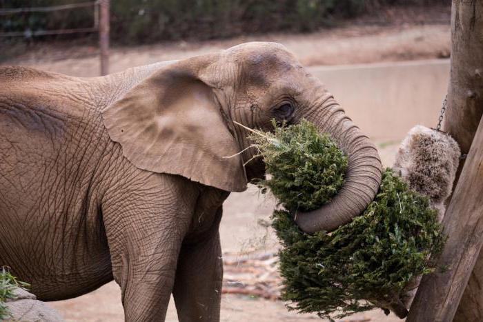 hoeveel eet de olifant