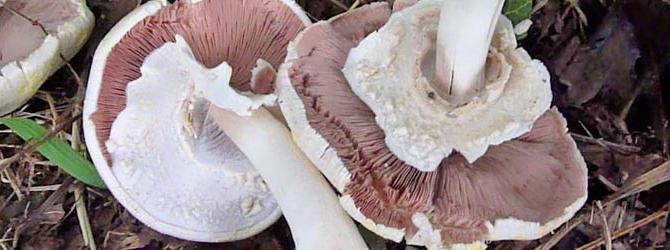Hoe champignons te onderscheiden van vuilnis op externe functies