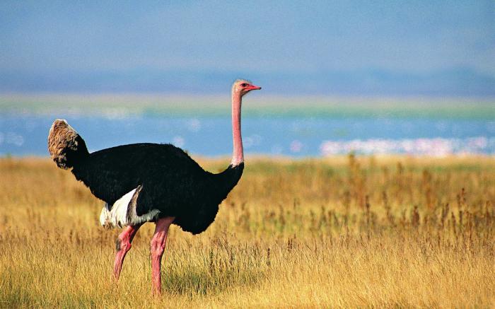 lopen van een struisvogel in gevaar