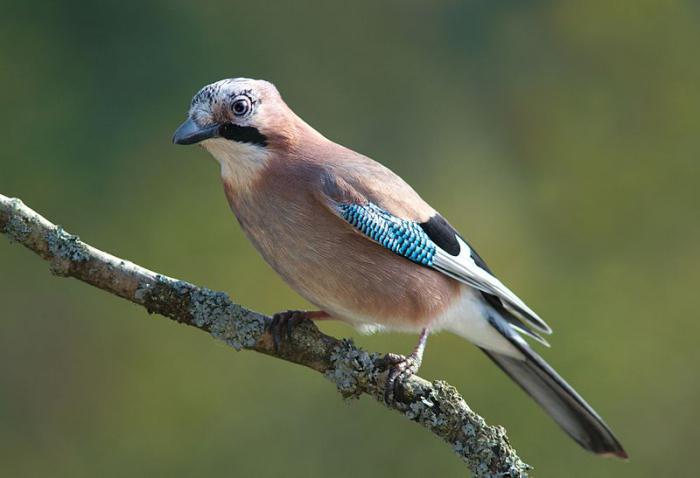 Nomadische vogels: wie zijn ze? Vogels vliegen naar warme plaatsen