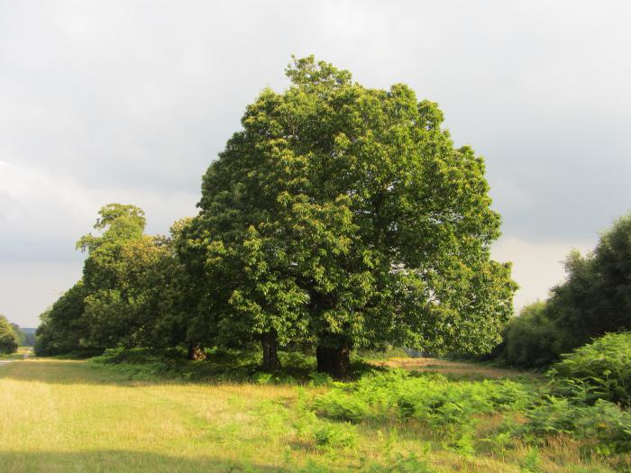 kastanje paarden eigenschap beschrijving