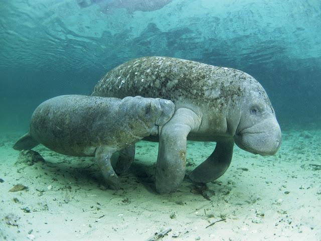 Manatee - goedaardige zeekoe