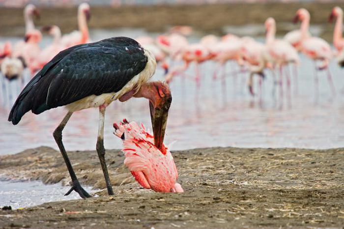 marabou vogel beschrijving