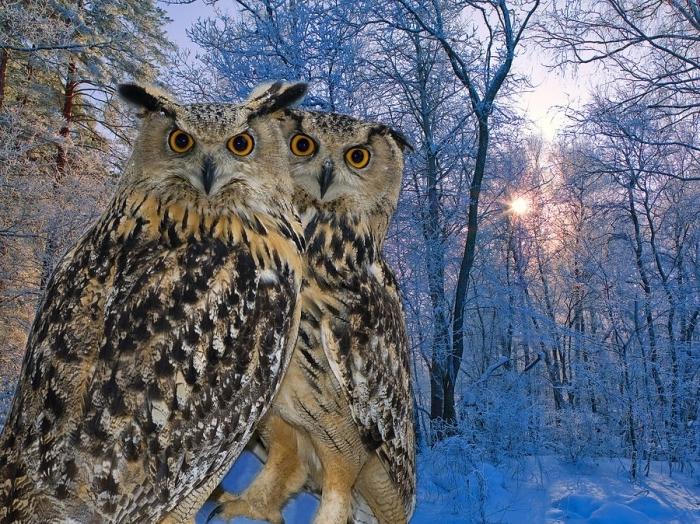 Kijk hoe de vogels zich voorbereiden op de winter