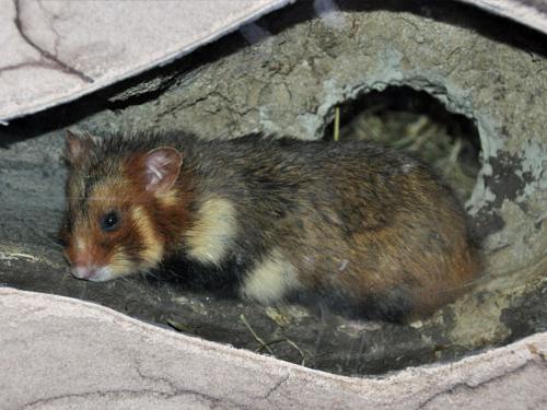 gemeenschappelijke hamster