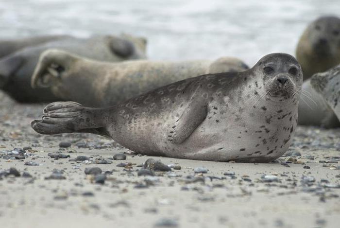 Gewone zeehond: uiterlijk, habitat, natuurlijke vijanden