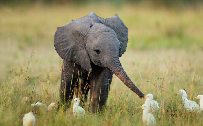 Levensverwachting van een olifant. Hoeveel jaar leeft een olifant onder verschillende omstandigheden?