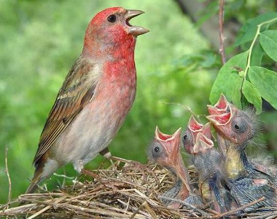 Linzenvogel - een heldere vogel met een sonore stem