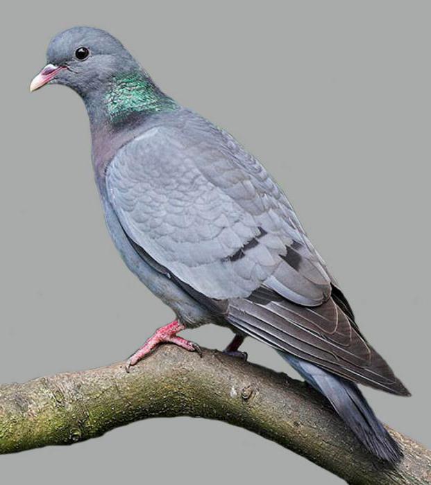 rood boek van de vogel van Kazachstan