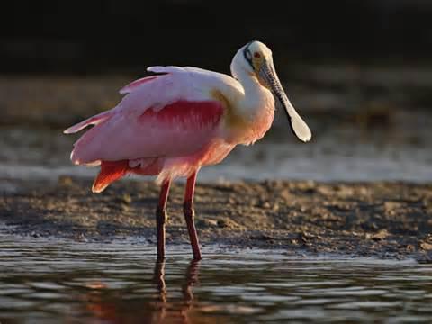 overwinterende vogels van Kazachstan