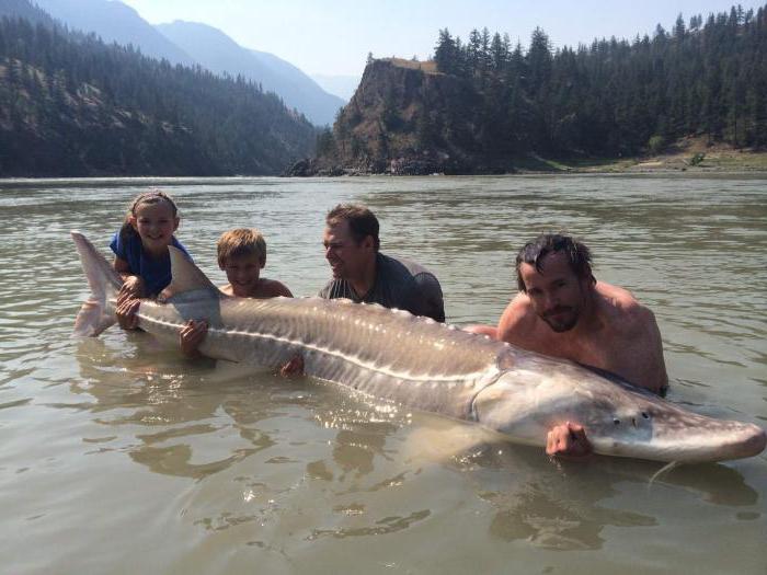 River Fraser in Canada: beschrijving, foto, interessante feiten