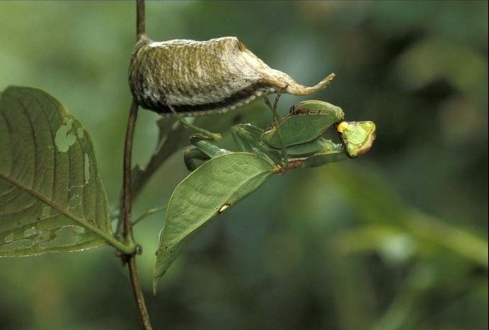 mantis insect foto