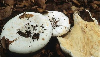 Paddenstoelen vergelijkbaar met paddenstoelen