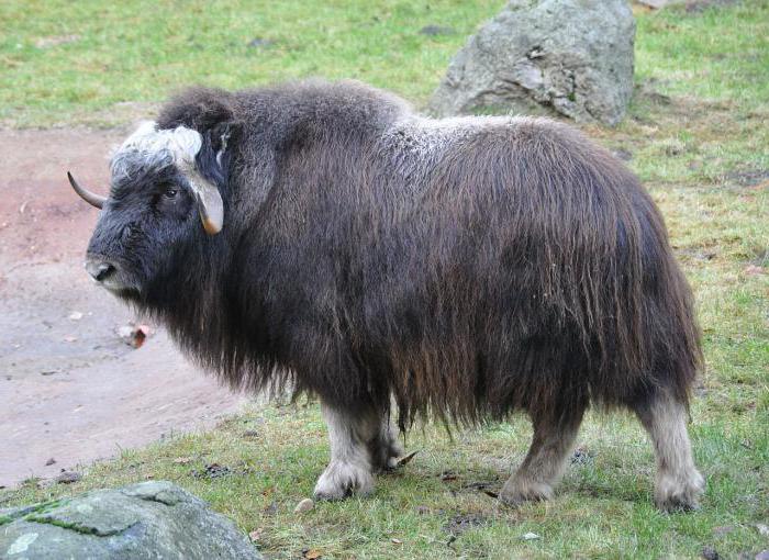 Zoek uit welk dier de dikste laag heeft