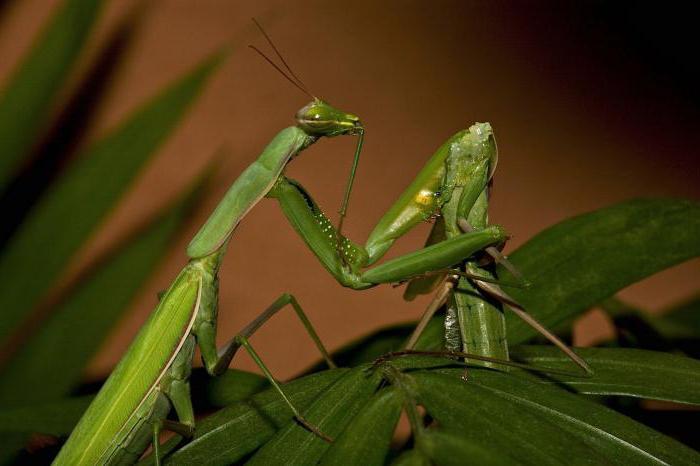 Typen mantis: beschrijving, namen, kenmerken en interessante feiten