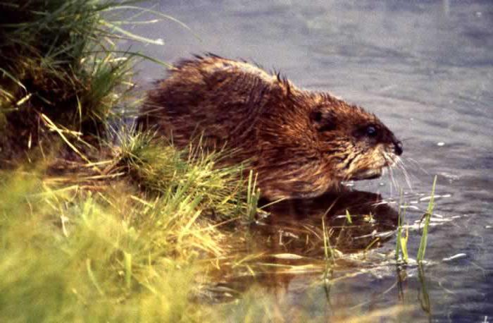 Trans-Baikal National Park dieren 