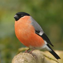 Wildlife: een vogel met een rode borst