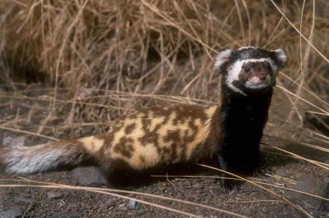 Dieren van de regio Belgorod, vermeld in het Rode Boek: beschrijving, foto