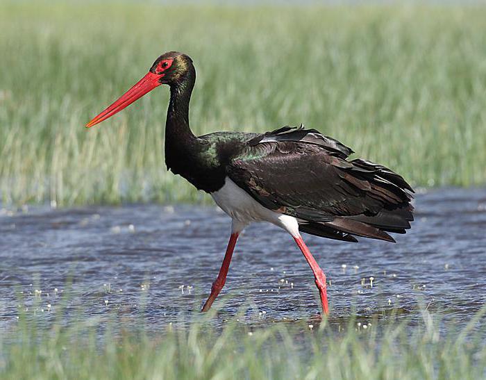  rood boek van de Samara-regio dierenfoto's 