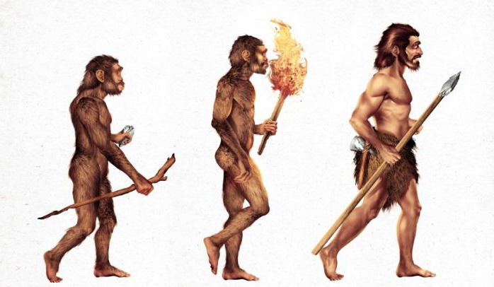 Wat is kenmerkend voor de menselijke evolutie?