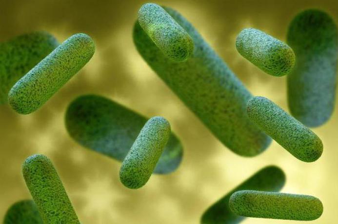 sporen van schimmels en sporen van bacteriën verschillen